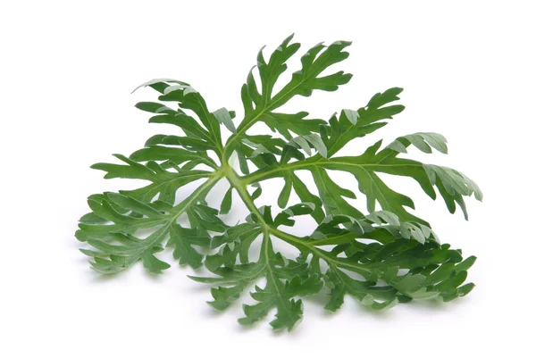 Wormwood — Stock Photo, Image