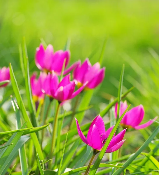 Tulipa selvagem — Fotografia de Stock