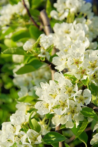 Blütezeit des Birnbaums — Stockfoto
