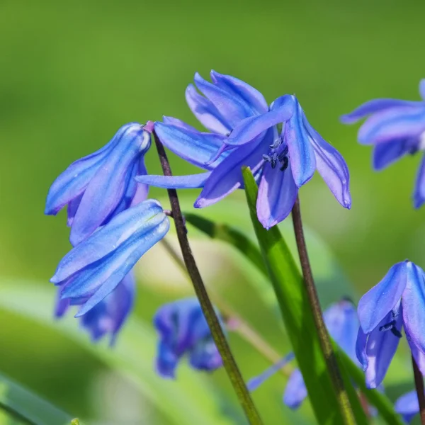 Close-up Scilla — Stockfoto