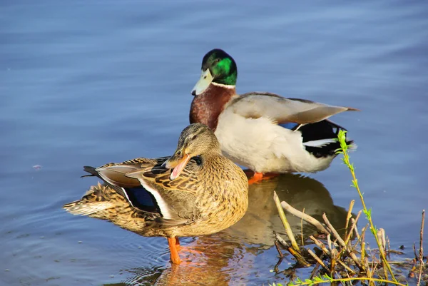 Ducks in the water — Stock Photo, Image