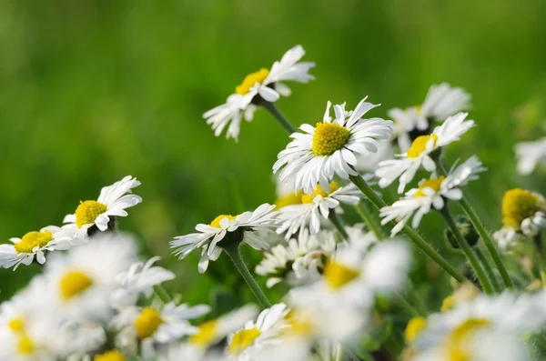 Close-up daisy — Stock Photo, Image