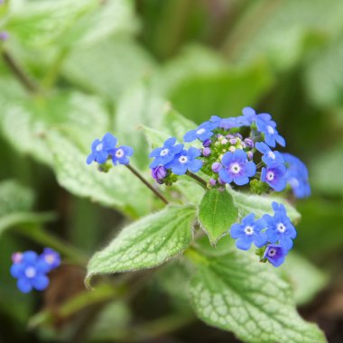 Brunnera Macrophylla 