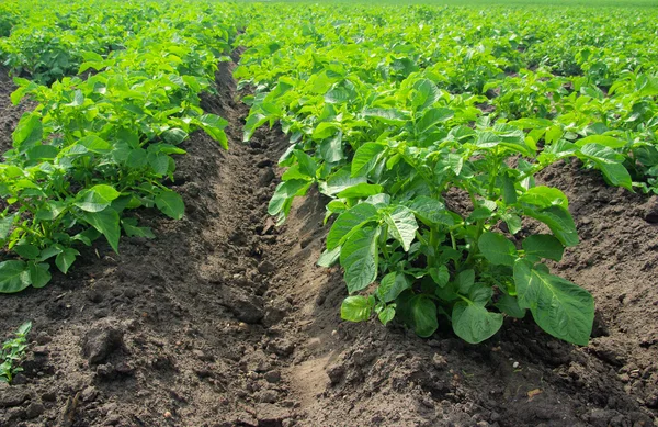 Potato plant — Stock Photo, Image