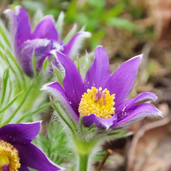 Pasque flower — Stock Photo, Image