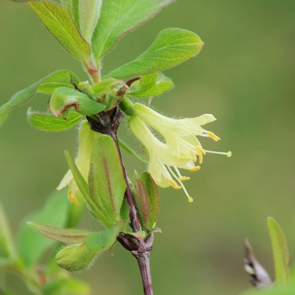 Lonicera kamtschatica blossom — Stock Photo, Image