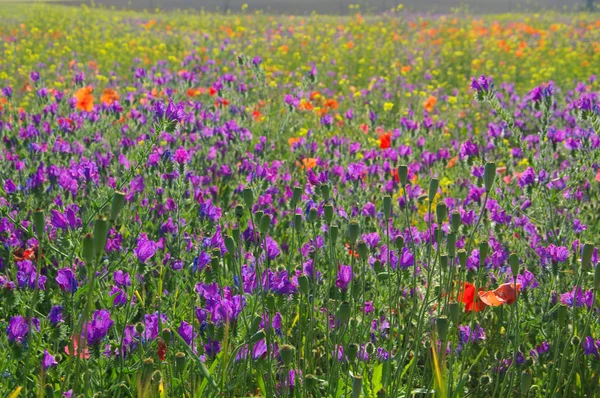 Vipere viola Bugloss — Foto Stock