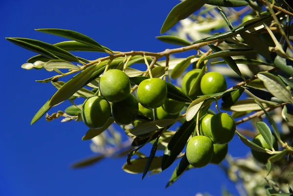 Olivy na stromě — Stock fotografie