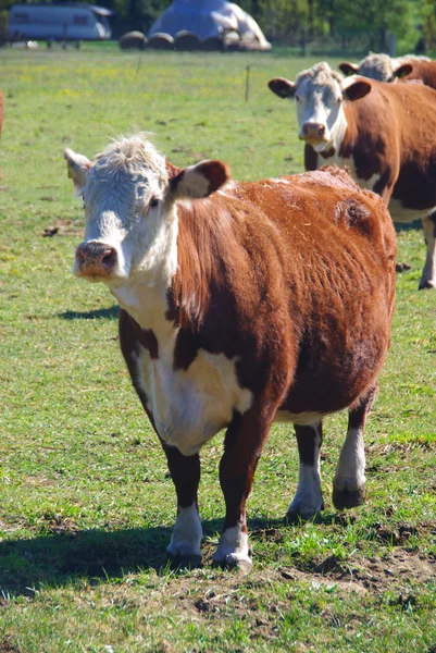 Weidende Kuh — Stockfoto