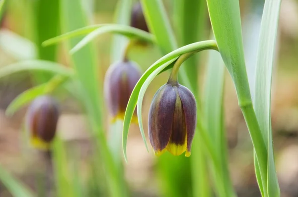 Flor de Ajedrez — Foto de Stock