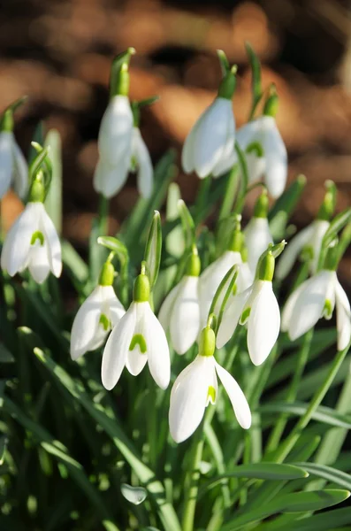 Schneeglöckchen — Stockfoto