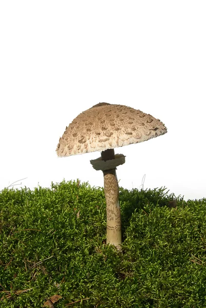 Şemsiye mantar — Stok fotoğraf