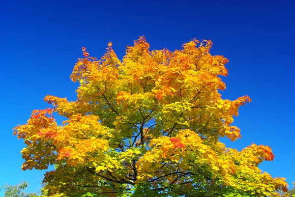 View of the maple — Stock Photo, Image