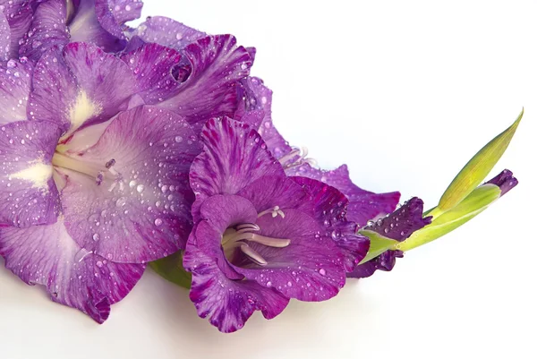 Gladiolus de close-up — Fotografia de Stock