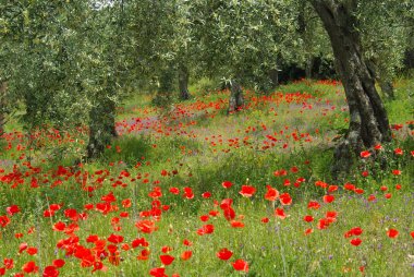 gelincik ve zeytin ağacı