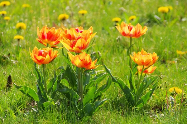 Tulpe rot gelb — Stockfoto