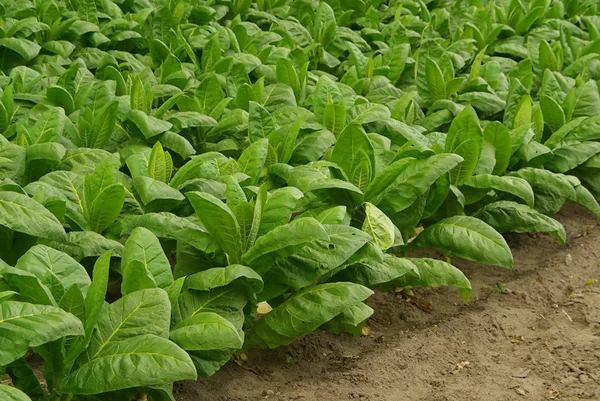 Tabaco cultivado — Foto de Stock