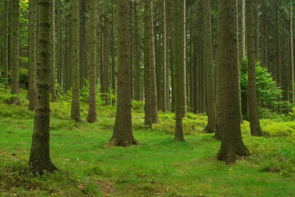 Groen bos — Stockfoto