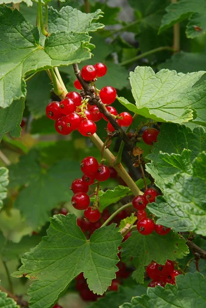 Nahaufnahme-Johannisbeere — Stockfoto