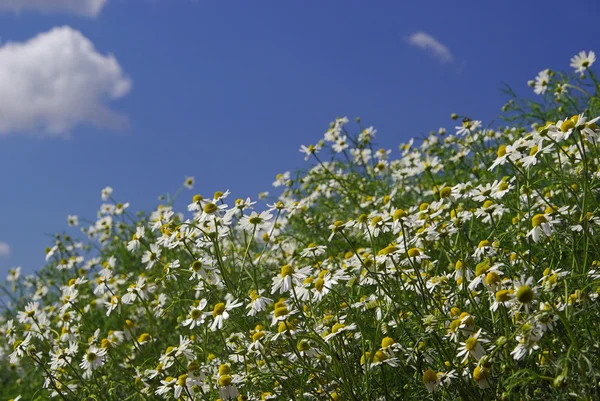 Gros plan camomille — Photo