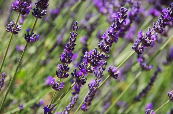 Close-up lavender — Stock Photo, Image