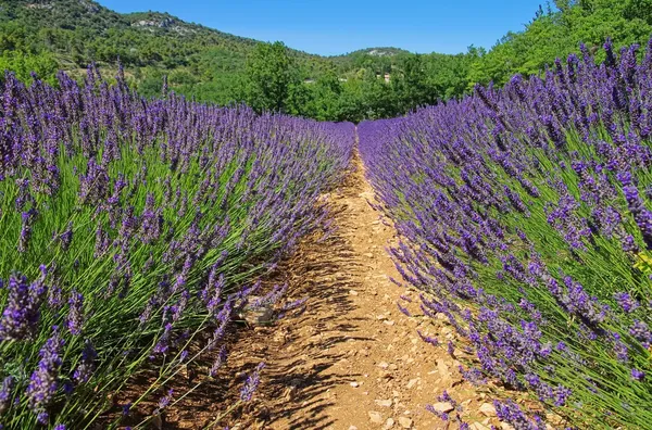 Campo de lavanda — Fotografia de Stock