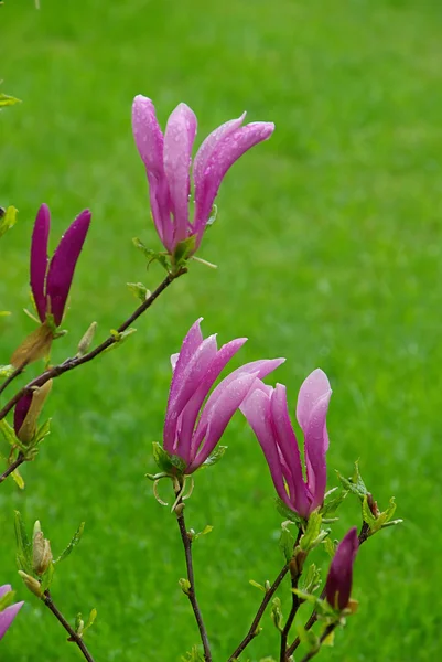 Großaufnahme-Magnolie — Stockfoto