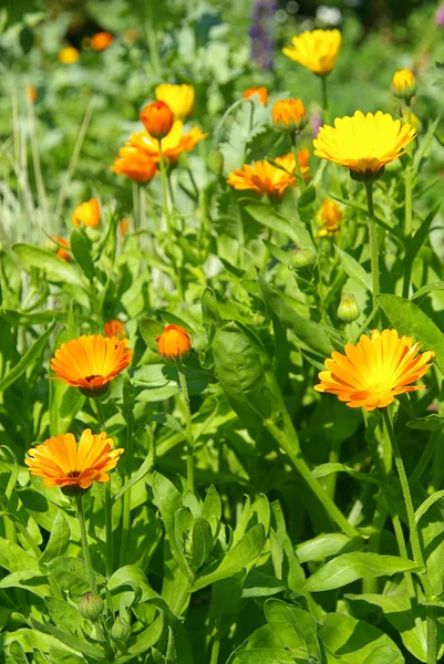 Calendula — Photo