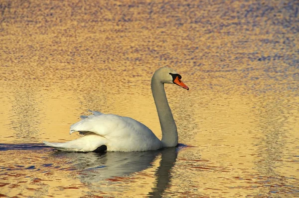 Zwaan op het water — Stockfoto