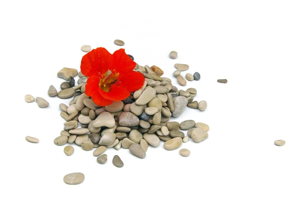 Stones with flower — Stock Photo, Image