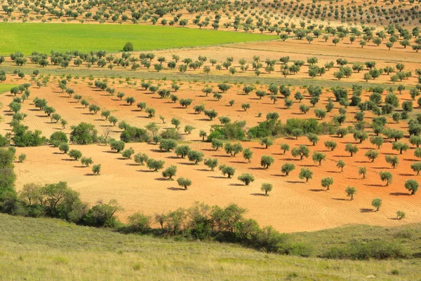Plantație de măsline — Fotografie, imagine de stoc