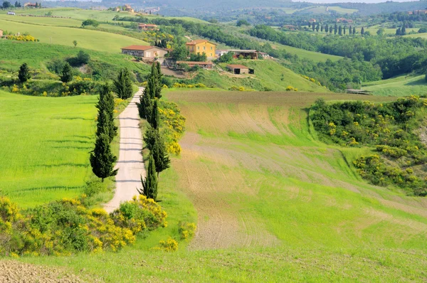 Viale dei Cipressi, Toscana — Foto Stock