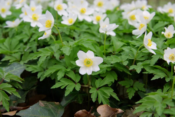 Närbild anemone — Stockfoto