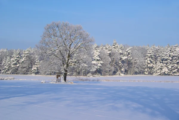 Kışın ağaç — Stok fotoğraf