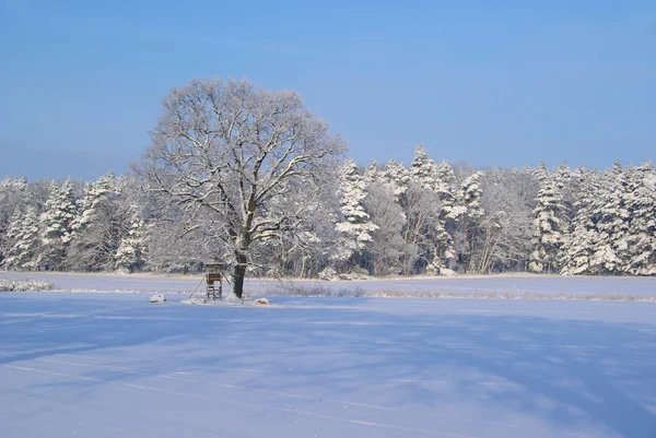 Boom in de winter — Stockfoto