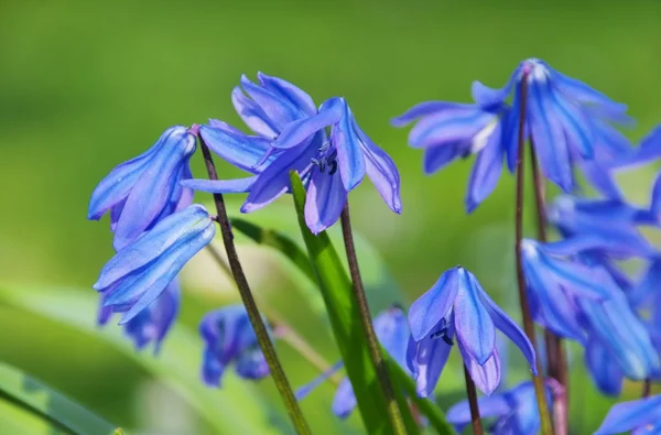 Scilla close-up — Fotografia de Stock