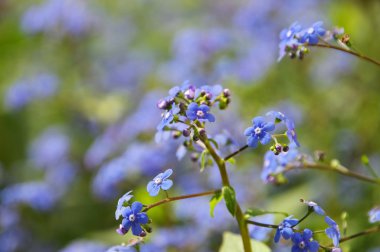 Brunnera Macrophylla 