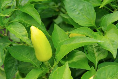 kırmızı biber bitki