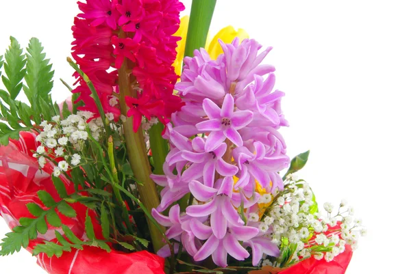 Close-up hyacinth — Stock Photo, Image