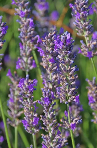 Close-up lavender — Stock Photo, Image