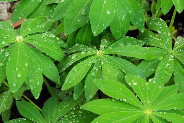 Lupin leaf — Stock Photo, Image