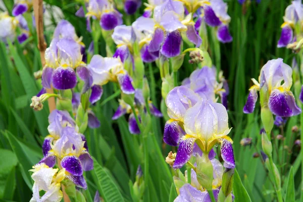 Iris close-up — Stok Foto