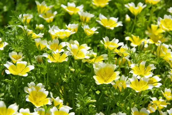 Poached egg plant — Stock Photo, Image