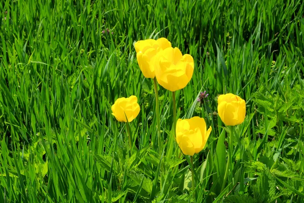 Tulip yellow — Stock Photo, Image