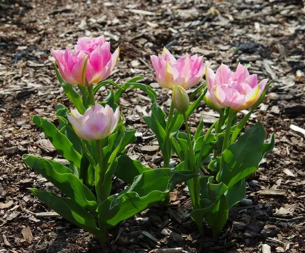Tulip roze — Stockfoto