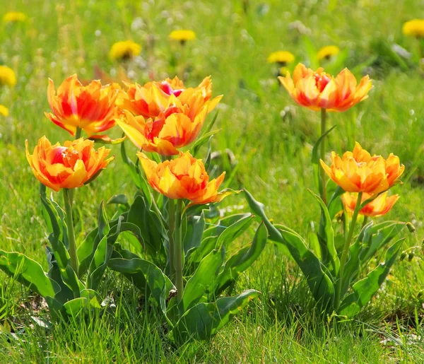 Tulip red yellow — Stock Photo, Image