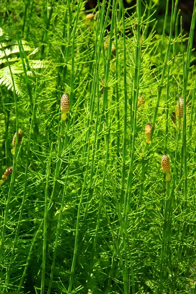 Marsh horsetail — Stock Image Marsh horsetail Stock Picture