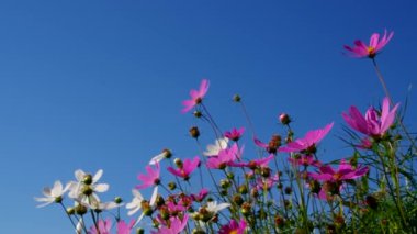 Cosmea