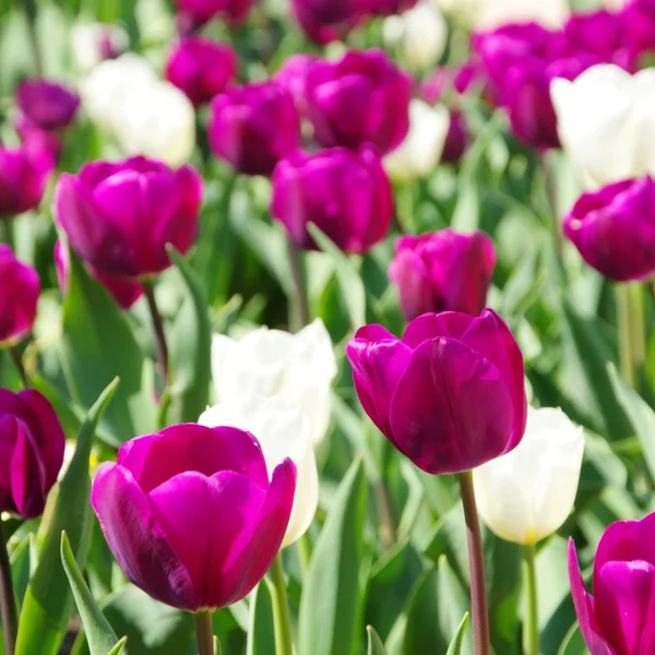 Tulipanes púrpura y blanco — Foto de Stock