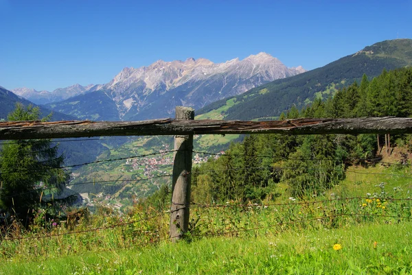 Bergvenet — Stockfoto